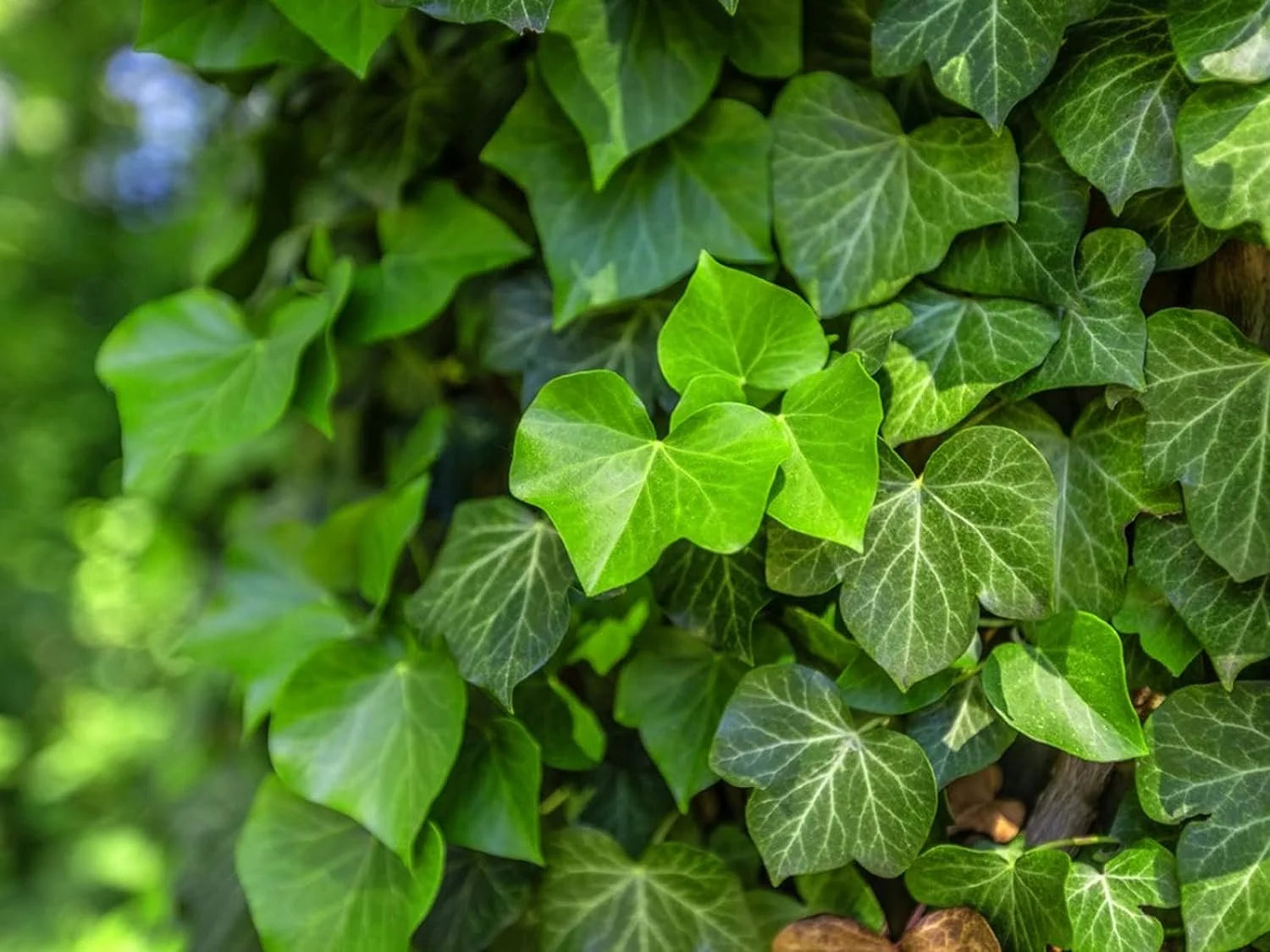 English Ivy Live Plant in 6 Inch Pot Hedera Helix Houseplant Vine R5952