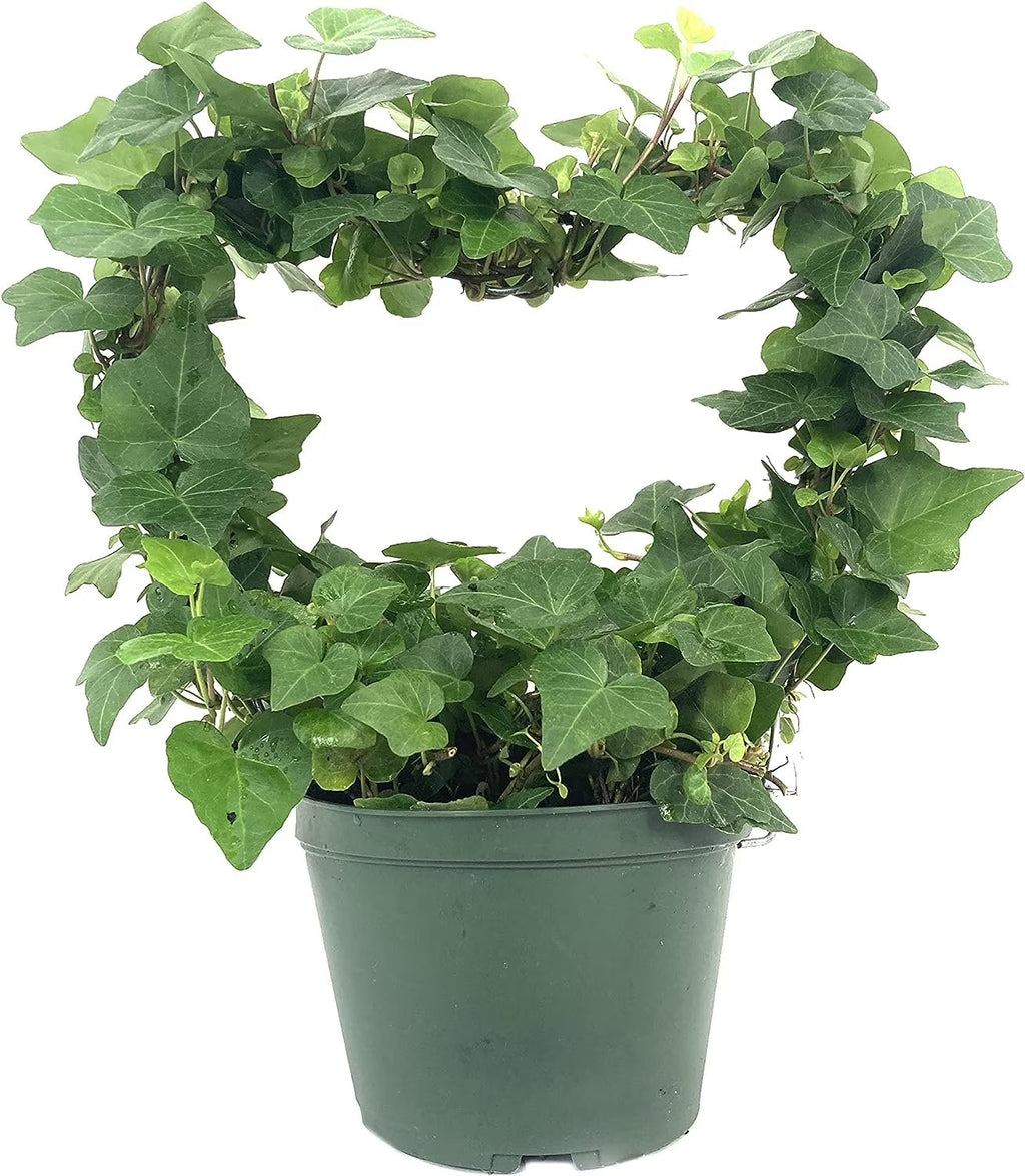 English Ivy Live Plant in 6 Inch Pot Hedera Helix Houseplant Vine R5952