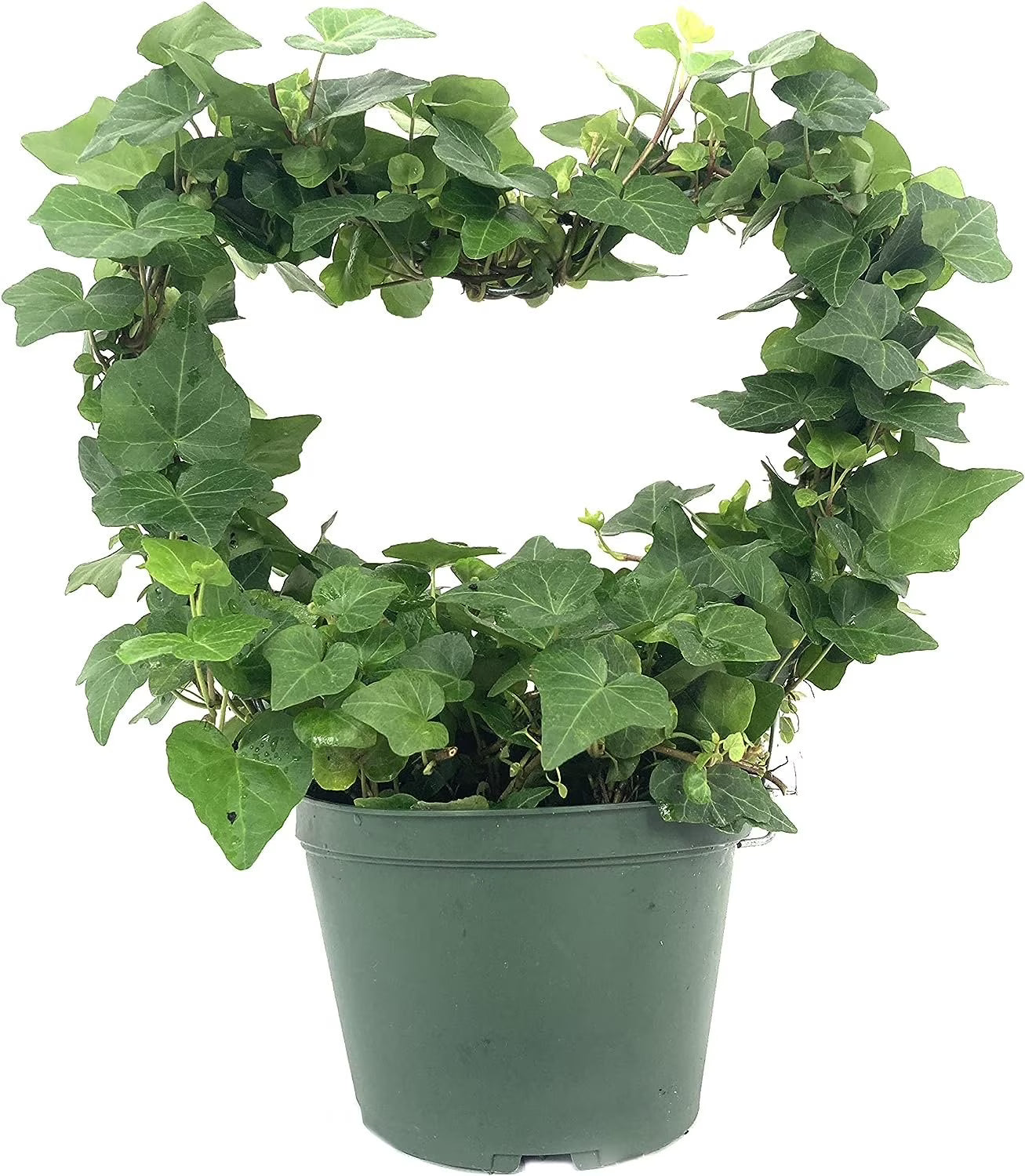 English Ivy Live Plant in 6 Inch Pot Hedera Helix Houseplant Vine R5952