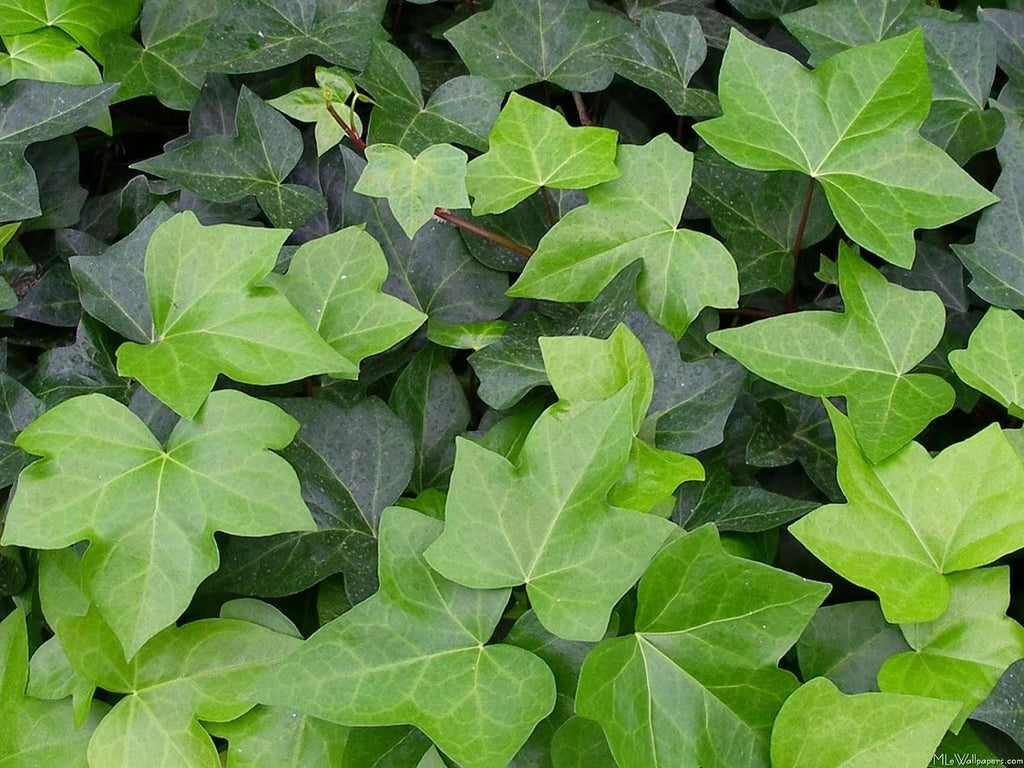 English Ivy Live Plant in 6 Inch Pot Hedera Helix Houseplant Vine R5952