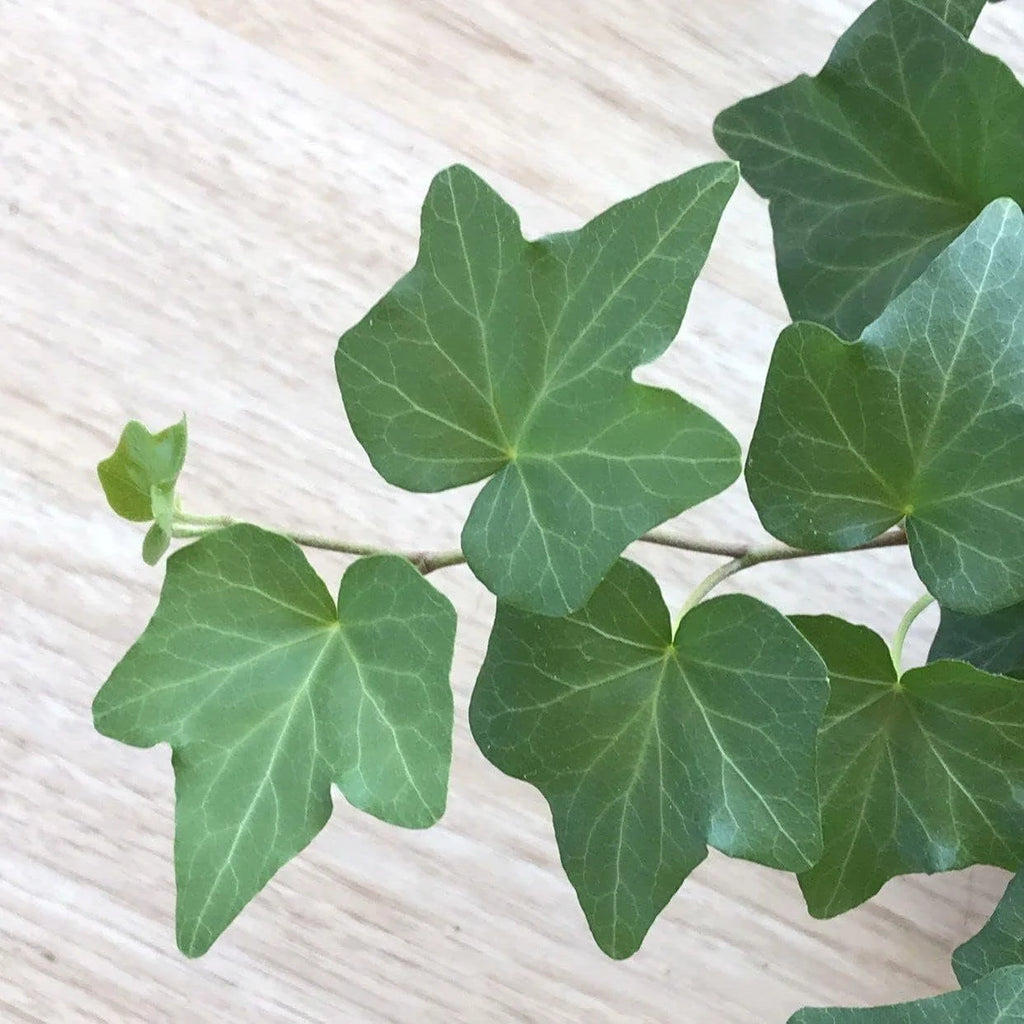 English Ivy Live Plant in 6 Inch Pot Hedera Helix Houseplant Vine R5952