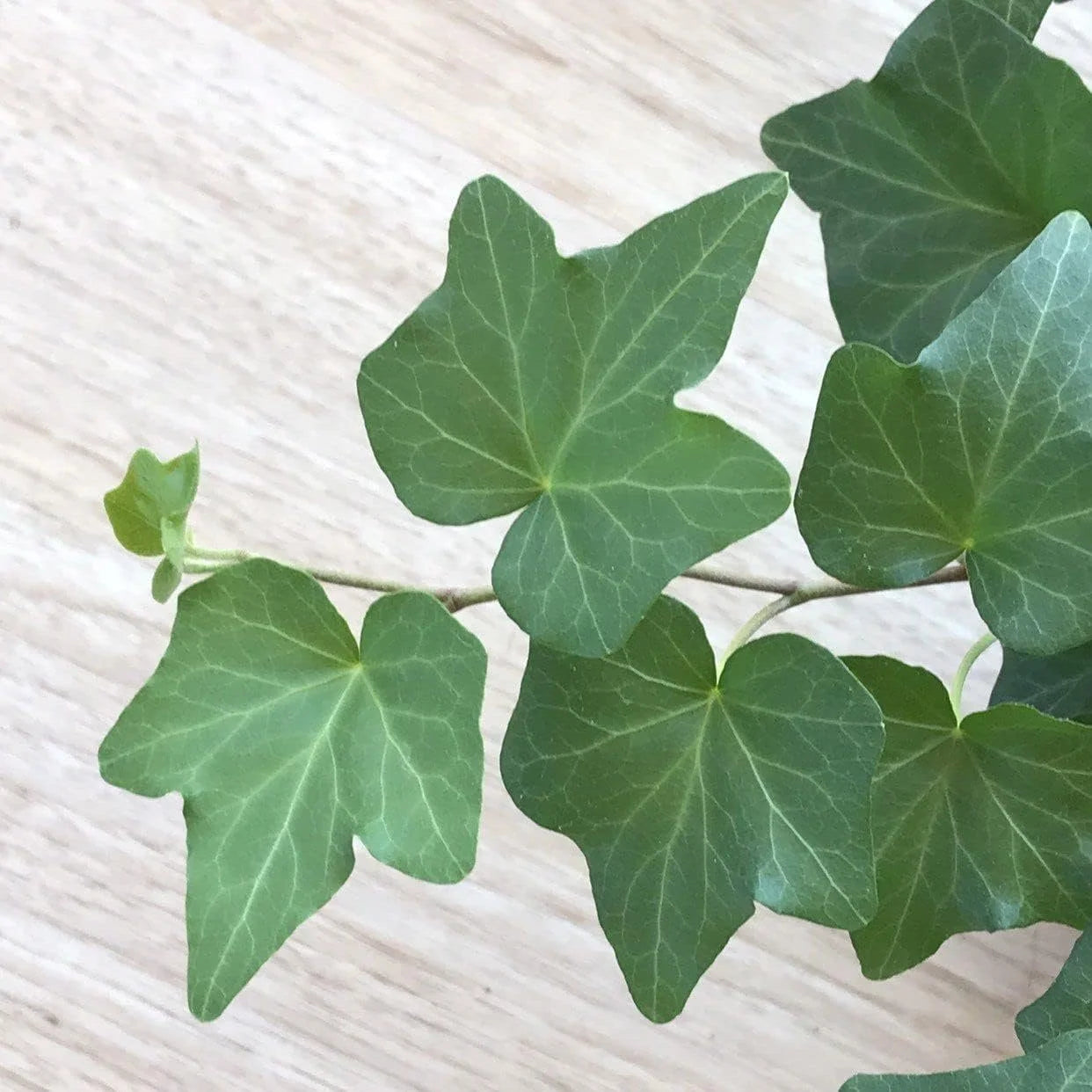 English Ivy Live Plant in 6 Inch Pot Hedera Helix Houseplant Vine R5952