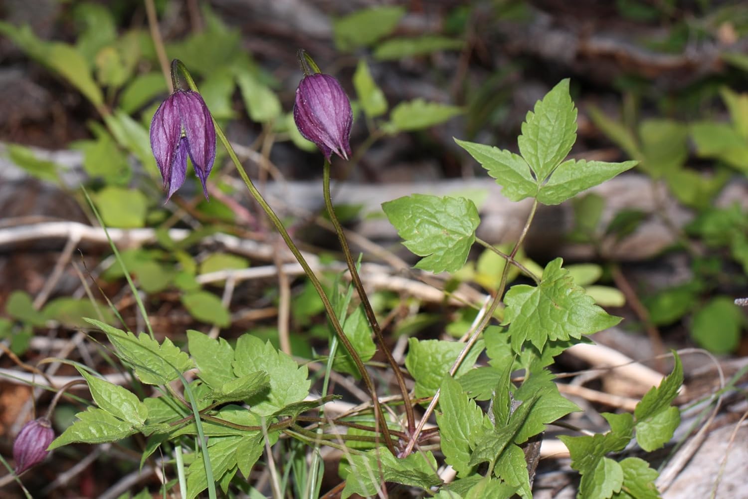 Lavender to Pinkish-Gray Clematis Seeds Q822