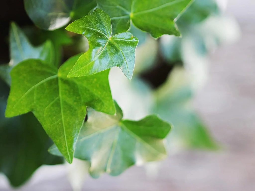 English Ivy Live Plant in 6 Inch Pot Hedera Helix Houseplant Vine R5952