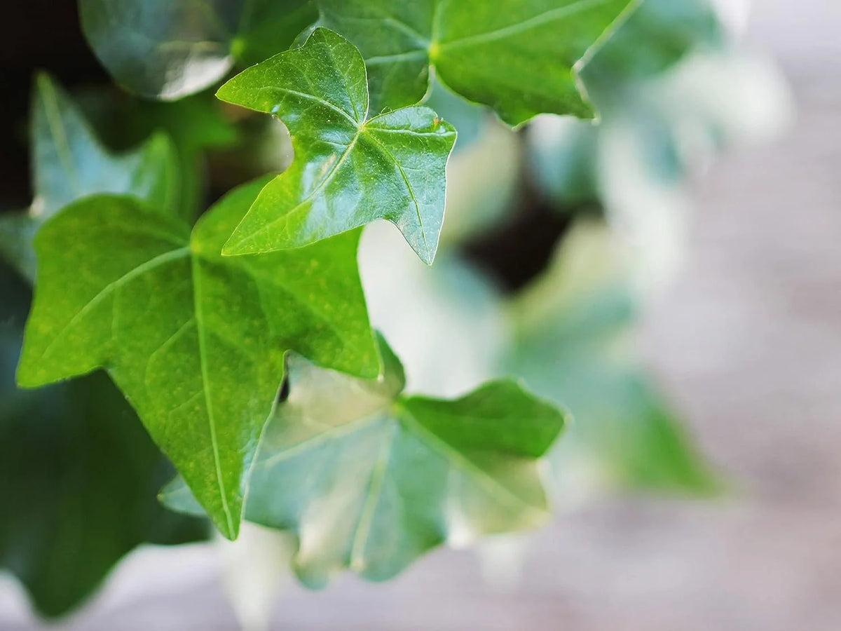 English Ivy Live Plant in 6 Inch Pot Hedera Helix Houseplant Vine R5952
