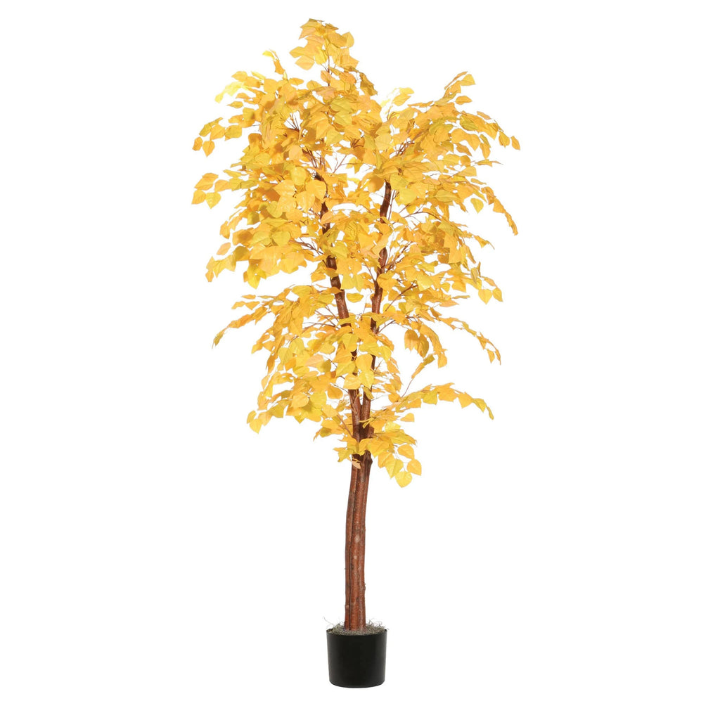 6& Golden Aspen Deluxe D9002