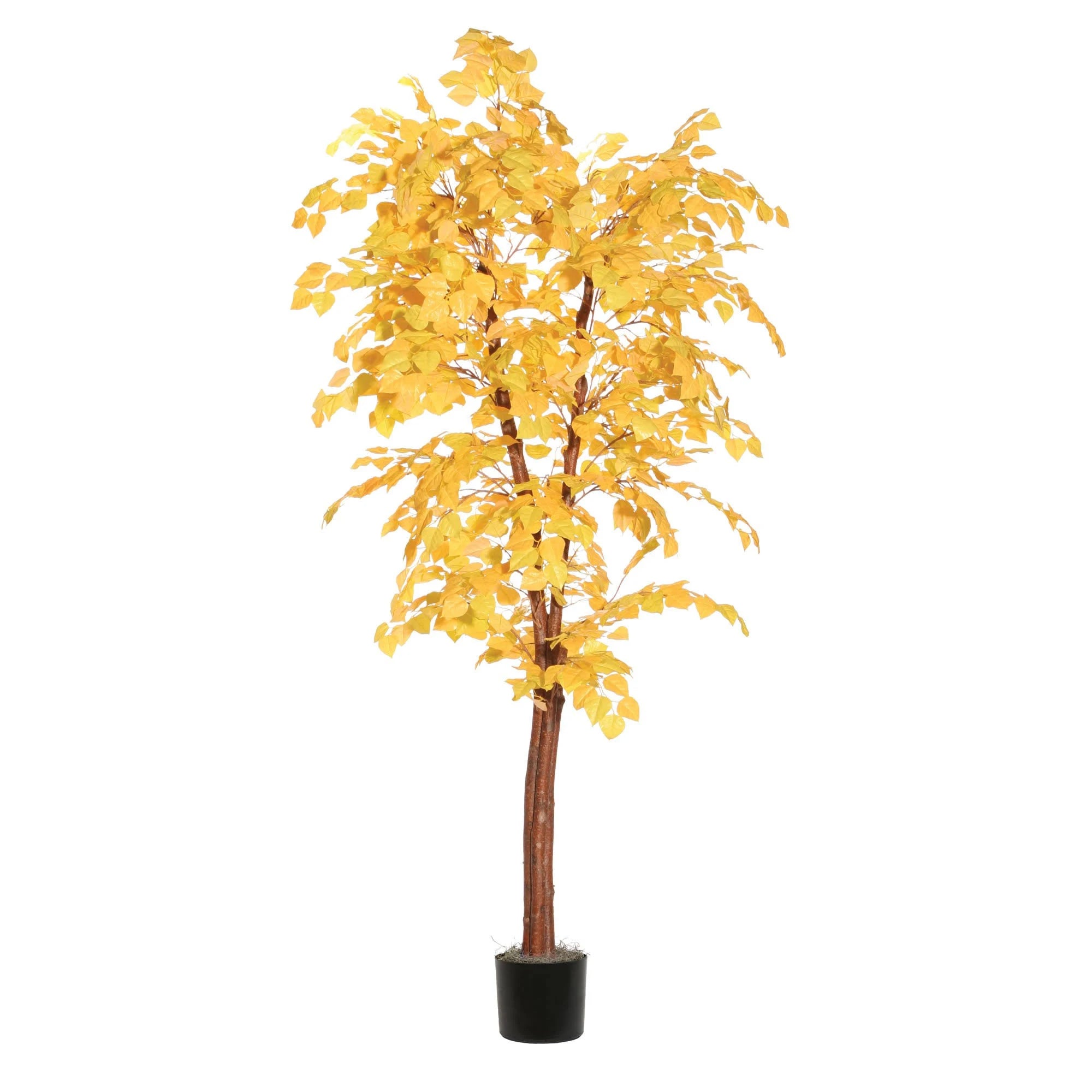 6& Golden Aspen Deluxe D9002
